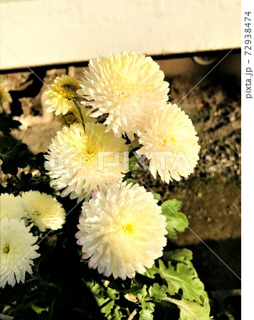 ピンポン菊の写真素材