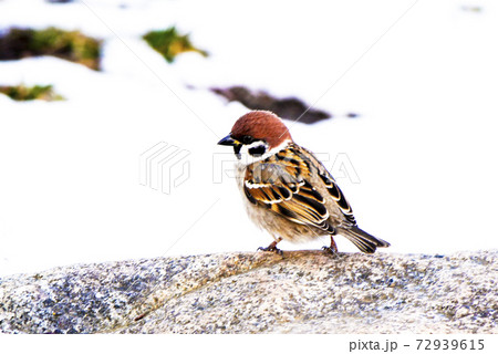 風景 自然 生物 小鳥 野鳥 雀 写真 冬の雀 冬のふくらスズメの写真素材