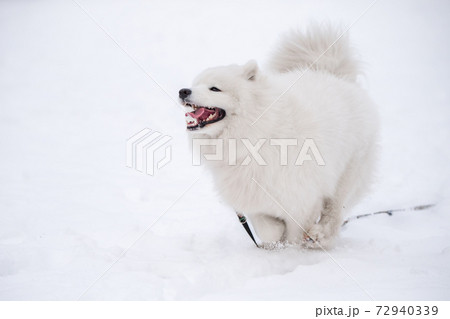 Samoyed White Dog Is Running On Snow Outsideの写真素材