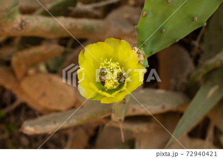 Bees pollinate a yellow flower of Prickly Pear Cactus Bees pollinate a yellow flower of Prickly Pear Cactus 72940421