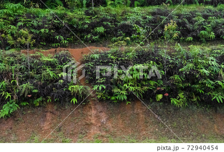 Large green leaves of plants in the jungle Large green leaves of plants in the jungle 72940454