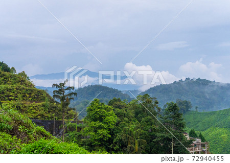 Green tea plantations in the hills in the highlands. The best tea grows in humid, foggy climates high in the mountains Green tea plantations in the hills in the highlands. The best tea grows in humid, foggy climates high in the mountains 72940455