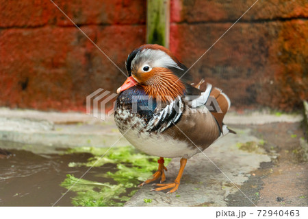 Mandarin duck or Aix galericulata at bird farm 72940463