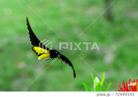 Tropical butterfly troides helena pollinates flowers in the garden Tropical butterfly troides helena pollinates flowers in the garden 72940541