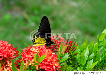 Tropical butterfly troides helena pollinates flowers in the garden Tropical butterfly troides helena pollinates flowers in the garden 72940542