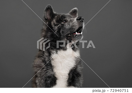 tiger american akita inu big boy 72940751