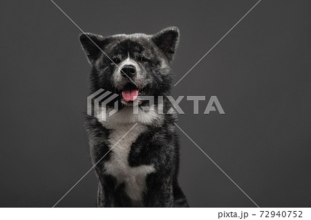 tiger american akita inu big boy 72940752