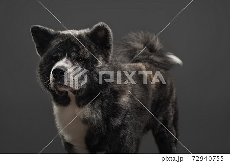 tiger american akita inu big boy 72940755