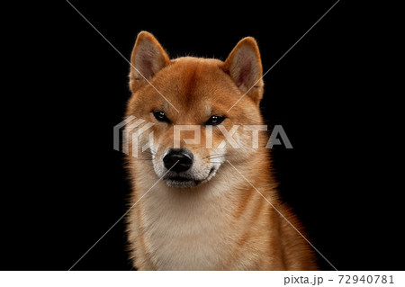 young red shiba inu boy 72940781