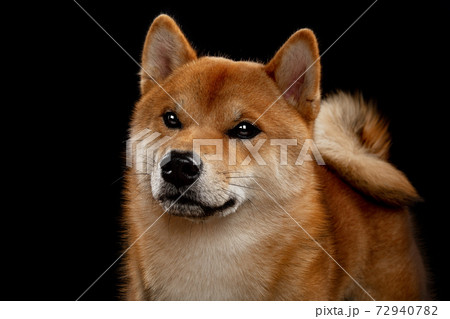young red shiba inu boy 72940782