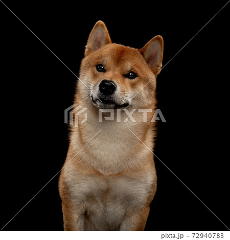 young red shiba inu boy 72940783