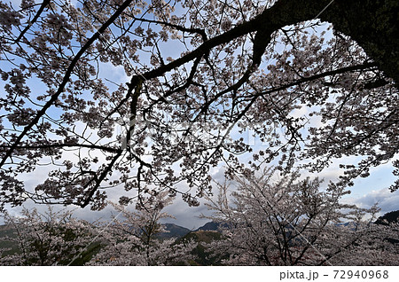 立雲峡の桜の写真素材
