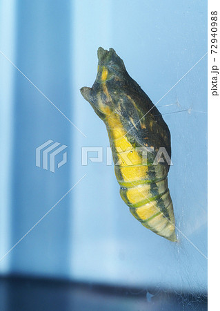 ナミアゲハ アゲハ の蛹 羽化前 飼育 の写真素材