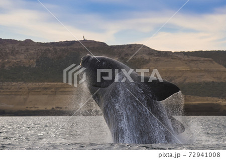 Whale Patagonia Argentina 72941008