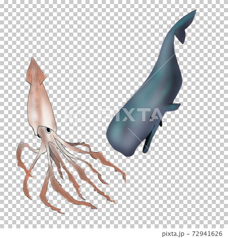 マッコウクジラとダイオウイカのイラスト マッコウクジラとダイオウイカのイラスト 72941626