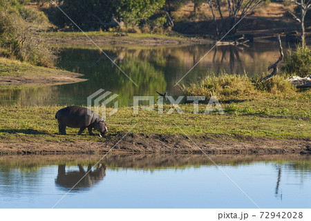 HIPPOPOTAMUS AMPHIBIUS, South Africa 72942028