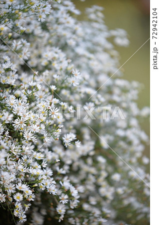 咲き乱れる白い草花 年秋 の写真素材