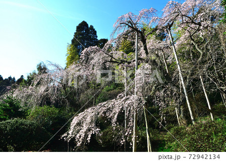 市原市潤井戸の寺院に咲いた枝垂れ桜の写真素材