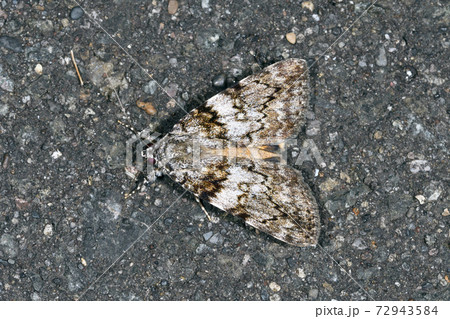 マメキシタバ(北海道・鶴居村) マメキシタバ(北海道・鶴居村) 72943584