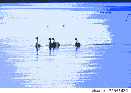 白鳥の戯れる霞ケ浦の初日の出 白鳥の戯れる霞ケ浦の初日の出 72943626