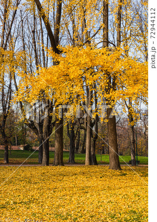 イタリア　秋のミラノのセンピオーネ公園 72944112