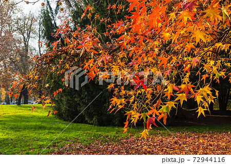 イタリア 秋のミラノのセンピオーネ公園の写真素材