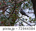 brown-eared bulbul on a branch picking fruit in winter 72944384
