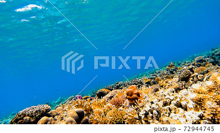 沖縄 阿嘉島の珊瑚礁 水中写真 沖縄 阿嘉島の珊瑚礁 水中写真 72944745