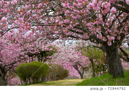 静峰公園(茨城県 日本)の満開に咲いた八重桜 静峰公園(茨城県 日本)の満開に咲いた八重桜 72944792