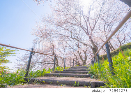 権現堂桜堤 72945273