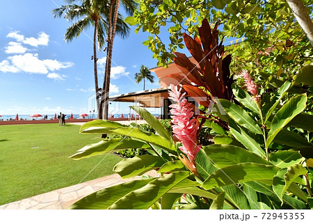 ハワイの休日 ハワイの休日 72945355