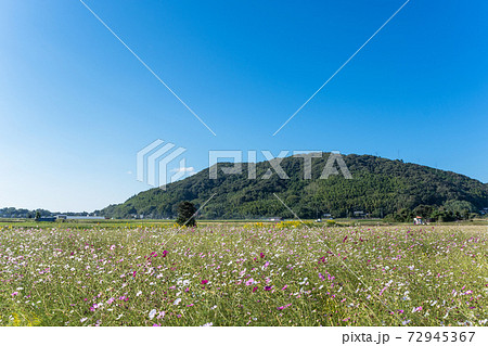コスモスの咲く農村風景　長閑な山陰の秋 72945367