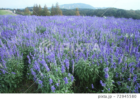 花さじきのブルーサルビア 72945580