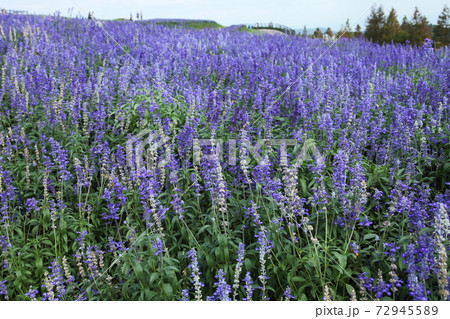 花さじきのブルーサルビア 72945589