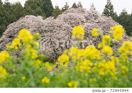吉高の大桜と菜の花の写真素材