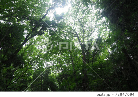 等々力渓谷　梅雨　湿潤　森 72947094