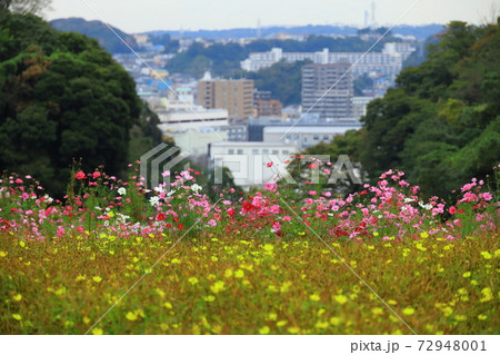 くりはま花の国コスモス園のコスモスの写真素材