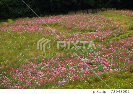 くりはま花の国コスモス園のコスモスの写真素材