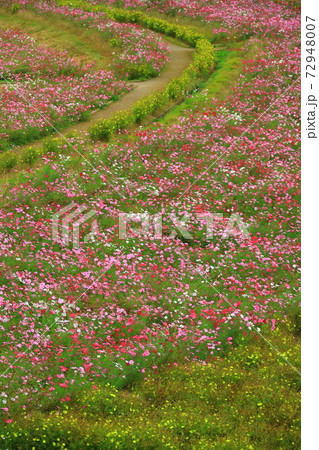 くりはま花の国コスモス園のコスモス くりはま花の国コスモス園のコスモス 72948007