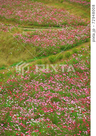 くりはま花の国コスモス園のコスモスの写真素材