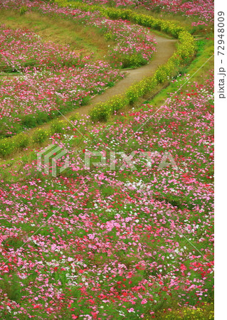 くりはま花の国コスモス園のコスモスの写真素材