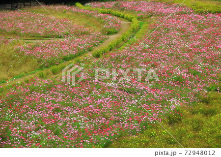 くりはま花の国コスモス園のコスモス くりはま花の国コスモス園のコスモス 72948012