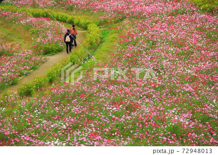 くりはま花の国コスモス園のコスモス 72948013