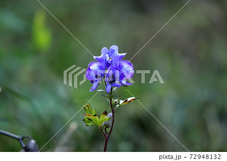 トリカブトの花の写真素材