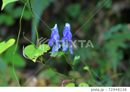 トリカブトの花の写真素材