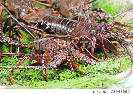 活け伊勢海老　食材 72948669