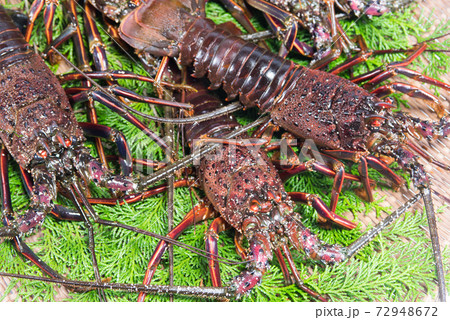 活け伊勢海老 食材 活け伊勢海老 食材 72948672