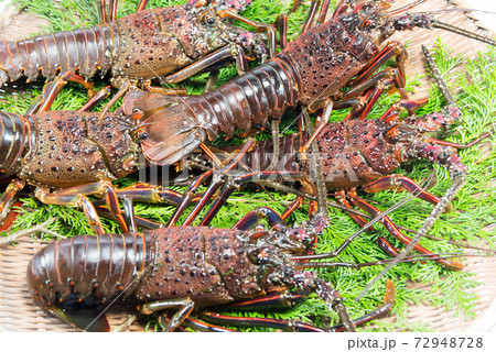 活け伊勢海老　食材 72948728