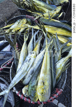魚 魚類 サカナ 72948880