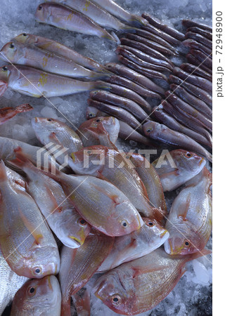 魚 魚類 サカナ 72948900